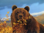 Brown Bear