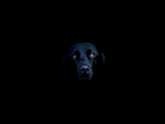 Labrador (Dual)