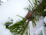 Snow on Pine