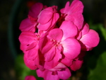 pink flowers