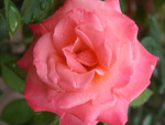 pink rose