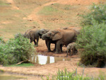 Elephants at the Addo Waterhole.