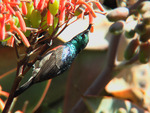 Collared Sunbird