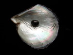 A black pearl and a shell