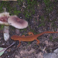 denizens of the dirt