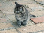cute kitten