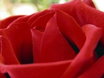 Flower Red Rose - A Symbol to Love