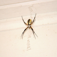 Garden Spider