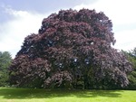 Copper Beech Tree