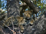 Leopard in a tree