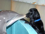 Dolphin w Dog