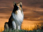 Beautiful Collie and Sunset