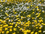 Buttercups and Daisies