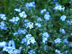 blue flowers
