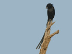 Magpie Shrike