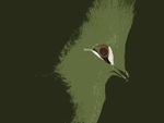 Green Turaco