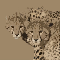 Cheetah Brothers