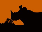 Rhino Sunset