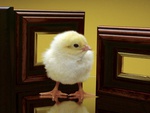 Chick
