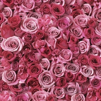 Pink Roses