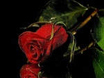 Red Rose