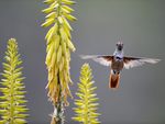 amazilia hummingbird