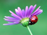 ladybug on flower
