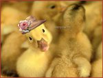 Easter Duck