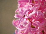 Hyacinth