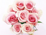 Pink roses