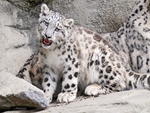 Amaing White Leopard