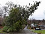 A Tree Is Held Up By Powerlines