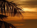 tropical palm at sunset
