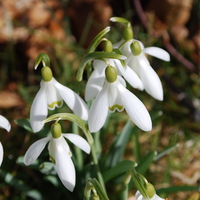 Snowdrops in spring