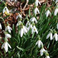 Spring snowdrops