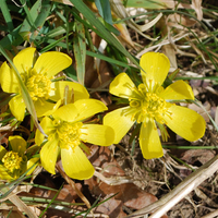 Yellow Spring Flowers