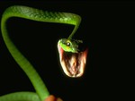 green serpent