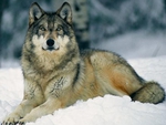 Grey Wolf I