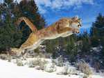 leaping cougar on the prowl