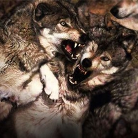 Sir Loki Of The Forest 