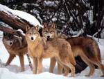 A PACK OF WOLVES