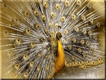 GOLDEN PEACOCK