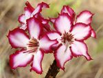 Impala Lily