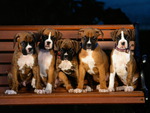 Boxer-puppies