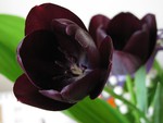 Black Tulips