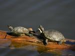 Sunning Turtles