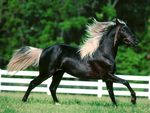 Beautiful Black Horse