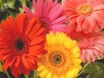 Gerbera Daisy
