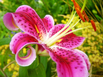 Pink Lily