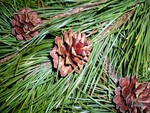 Pine Cones